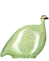 African Guinea Hen - Key Lime